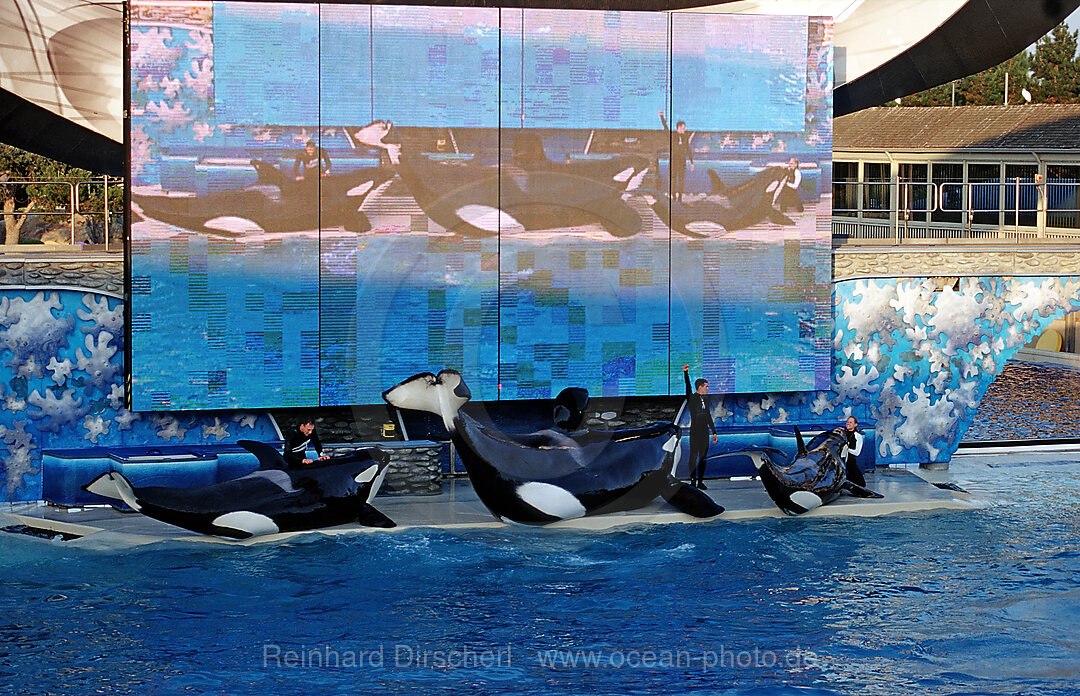 Orca im SeaWorld Freizeitpark mit Trainer, Orcinus orca, San Diego, SeaWorld, USA, Kalifornien