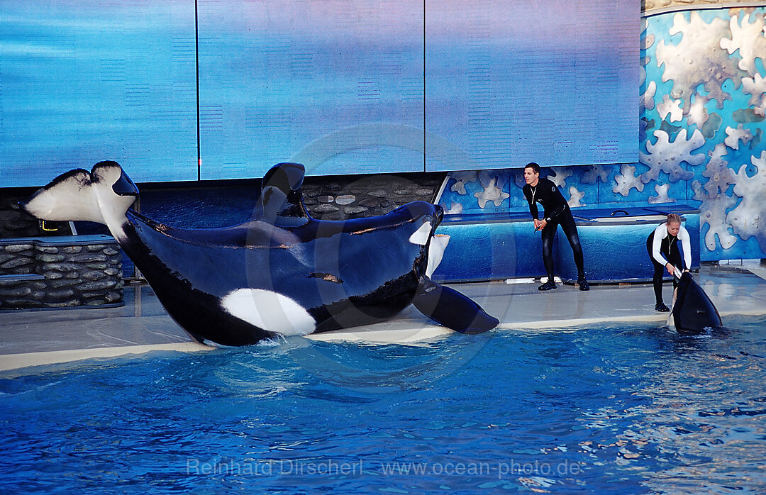 Orca im SeaWorld Freizeitpark mit Trainer, Orcinus orca, San Diego, SeaWorld, USA, Kalifornien