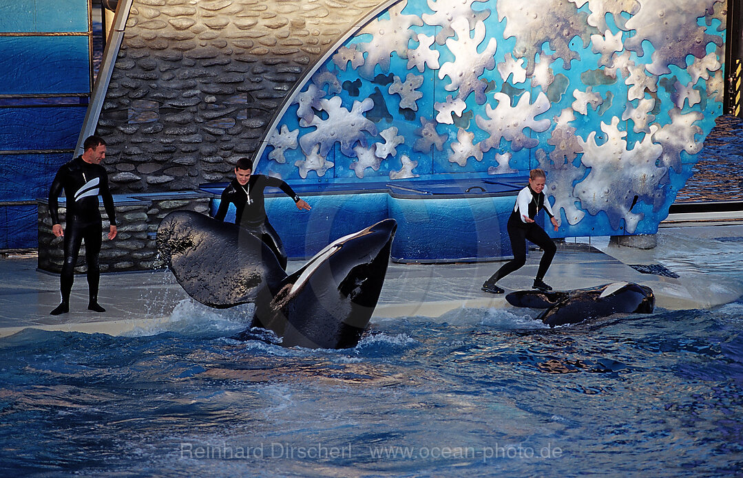 Orca im SeaWorld Freizeitpark mit Trainer