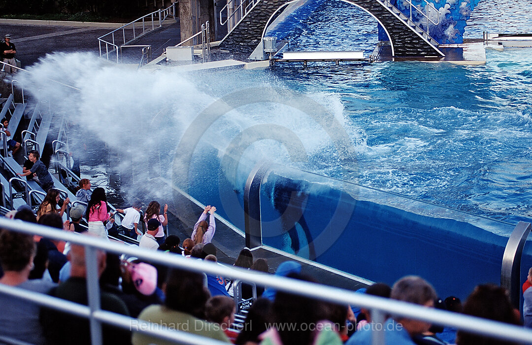 Orca im Freizeitpark spritzt Besucher nass, Orcinus orca, San Diego, SeaWorld, USA, Kalifornien