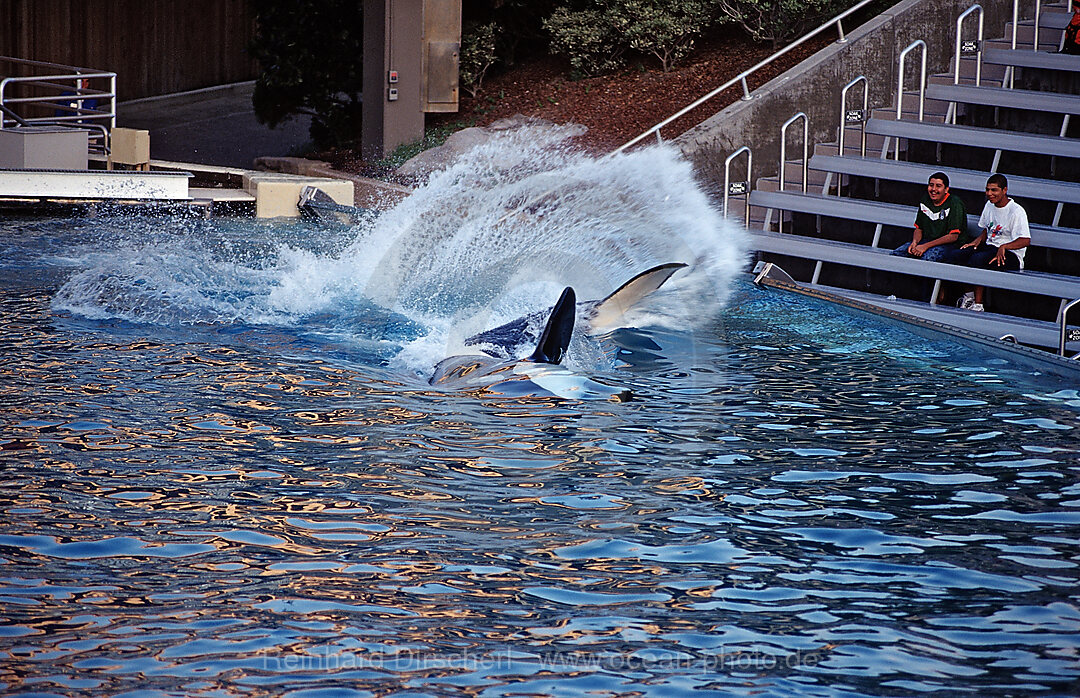 Orca im Freizeitpark spritzt Besucher nass, Orcinus orca, San Diego, SeaWorld, USA, Kalifornien