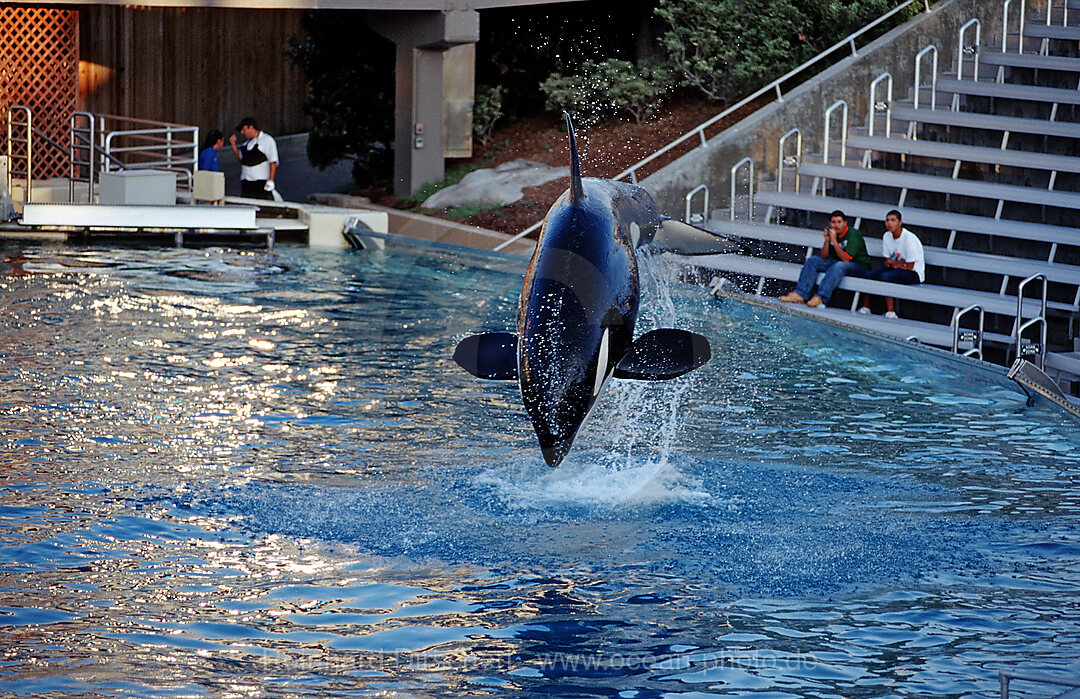 Springender Orca, Orcinus orca, San Diego, SeaWorld, USA, Kalifornien