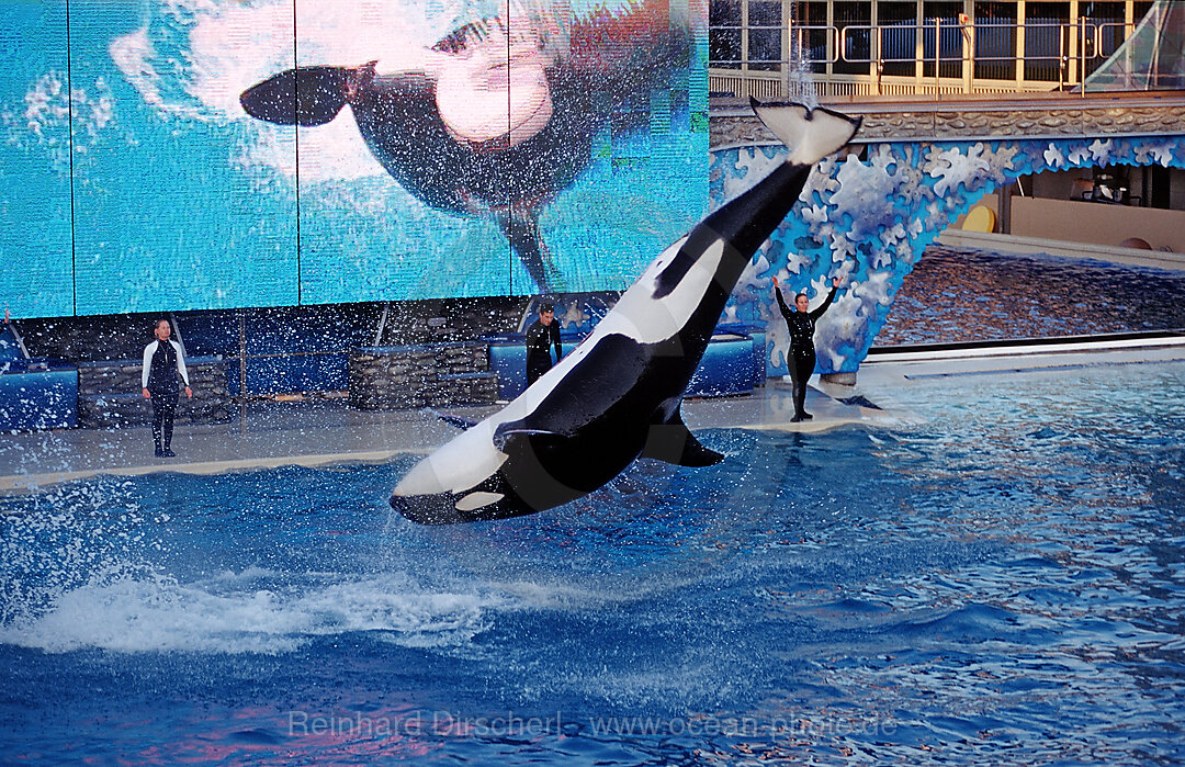 Springender Orca, Orcinus orca, San Diego, SeaWorld, USA, Kalifornien