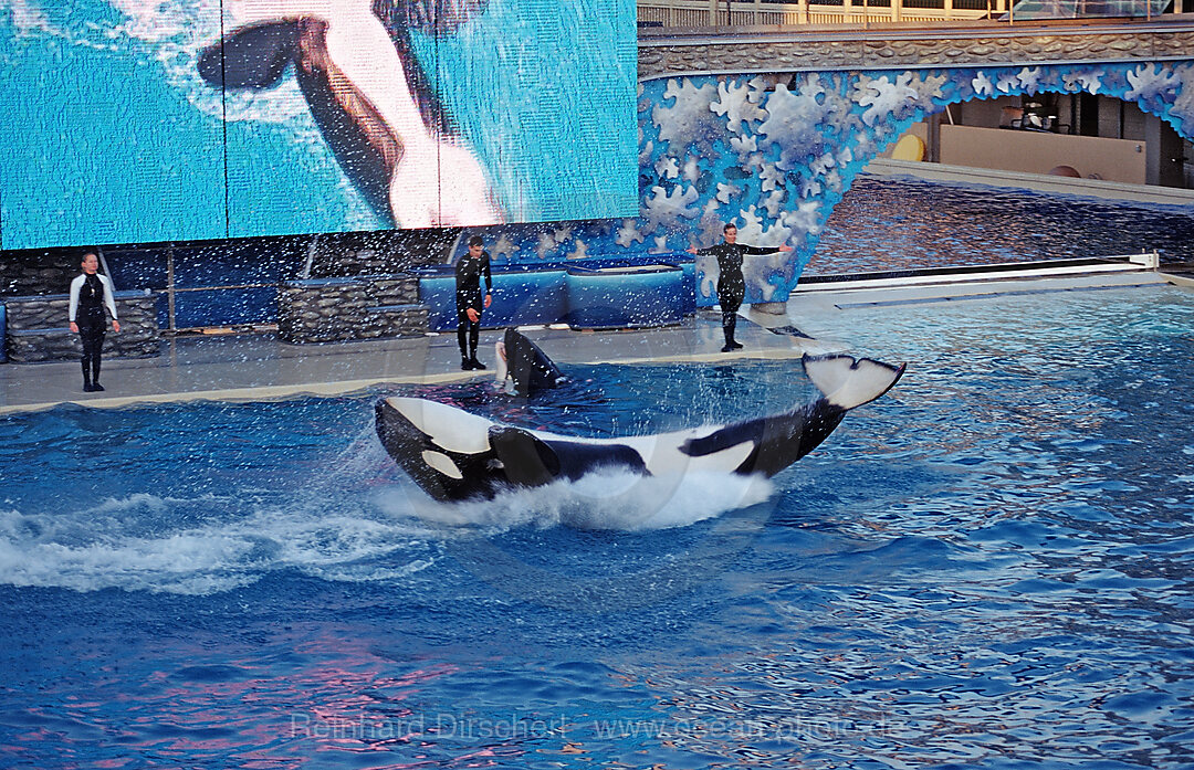 Springender Orca, Orcinus orca, San Diego, SeaWorld, USA, Kalifornien