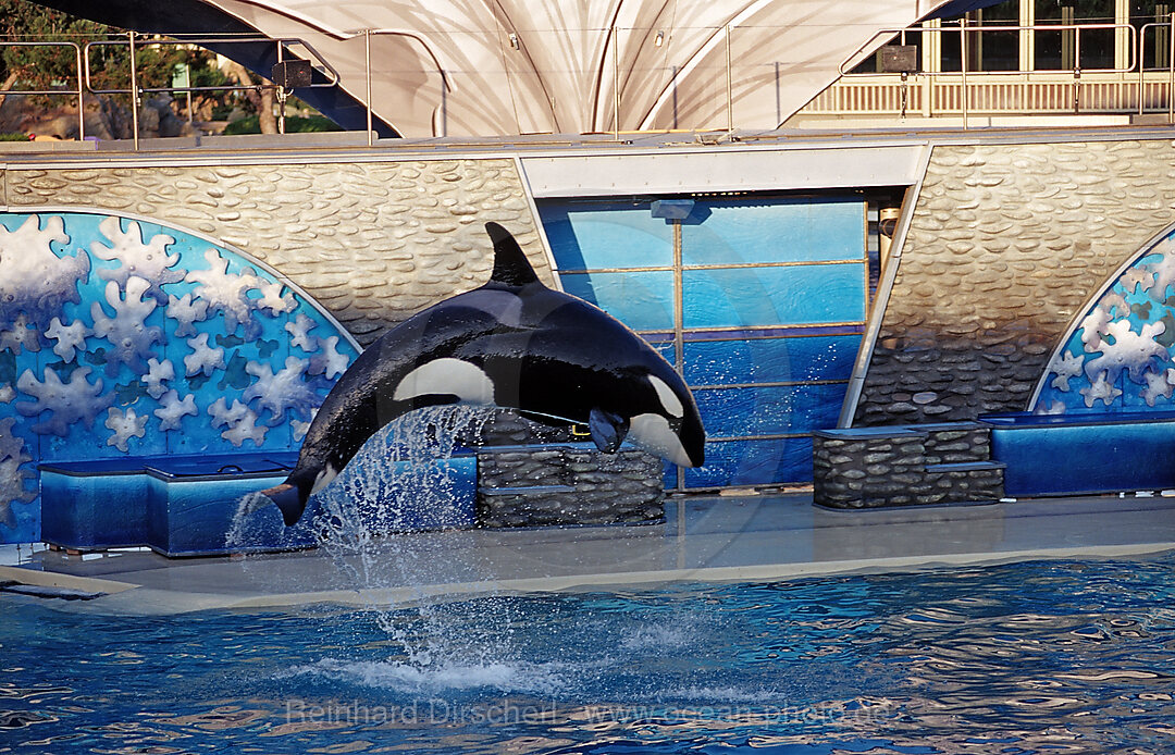 Jumping Killer whale