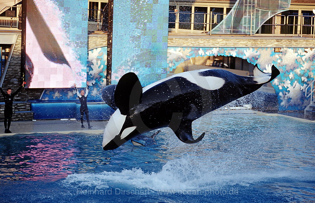 Springender Orca, Orcinus orca, San Diego, SeaWorld, USA, Pazifischer Ozean