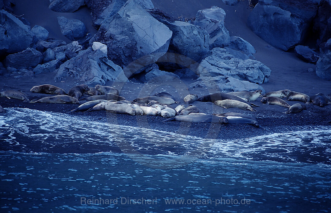 Noerdlicher See-Elefant, Mirounga angustirostris, Pazifischer Ozean, Guadalupe, Mexiko