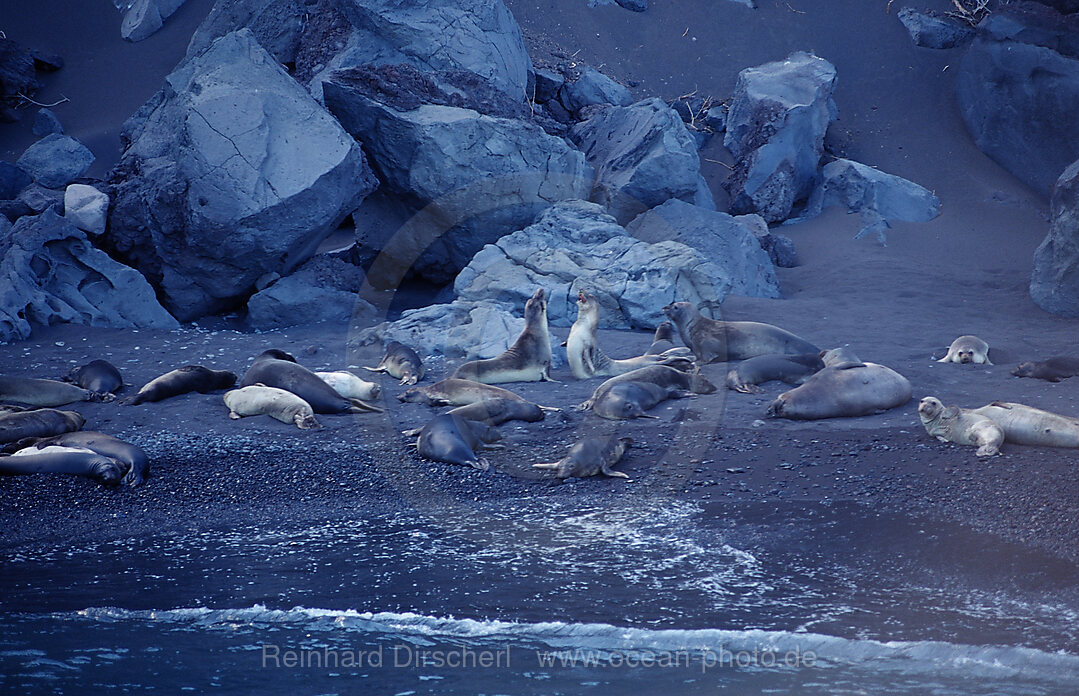 Northern elephant seal