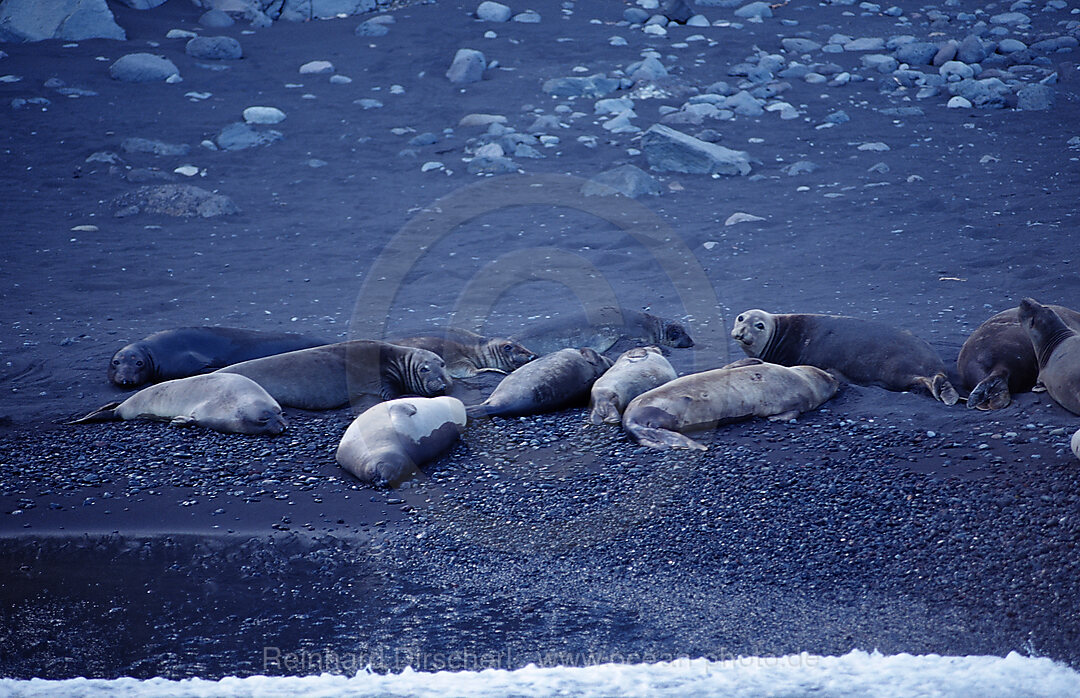 Northern elephant seal