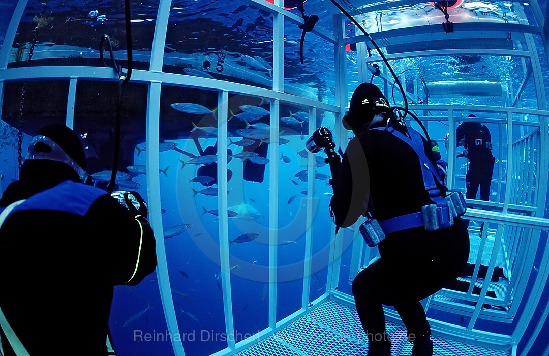 Diver in Shark cages