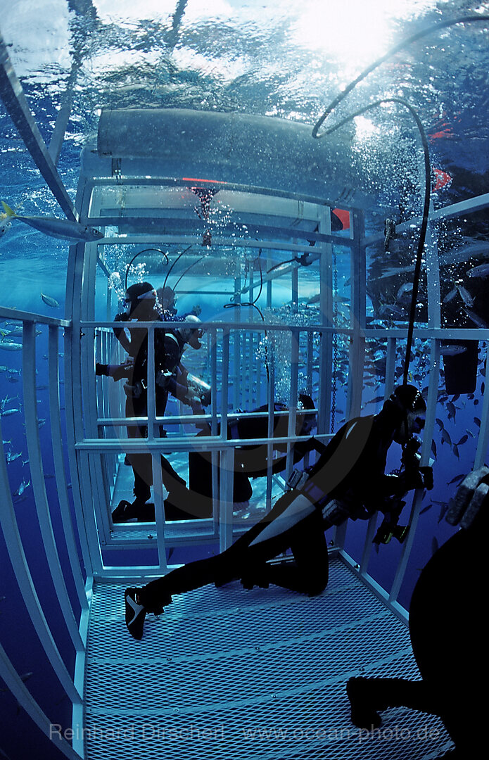 Diver in Shark cages