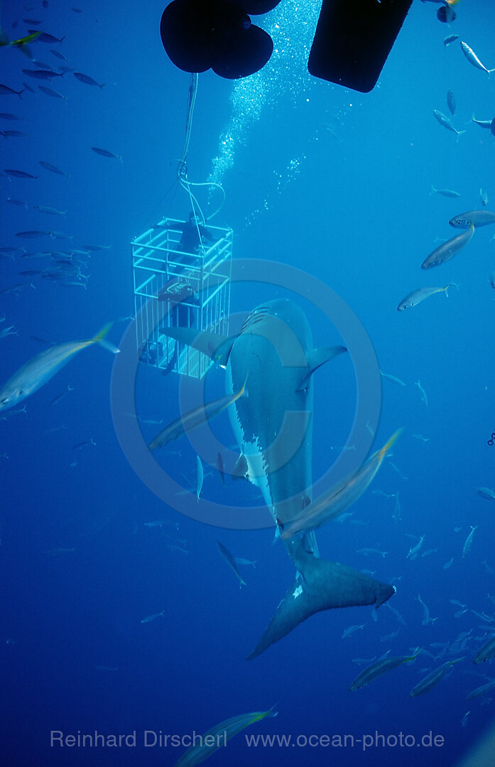 Weisser Hai neben Haikaefig, Carcharodon carcharias, Pazifischer Ozean, Guadalupe, Mexiko