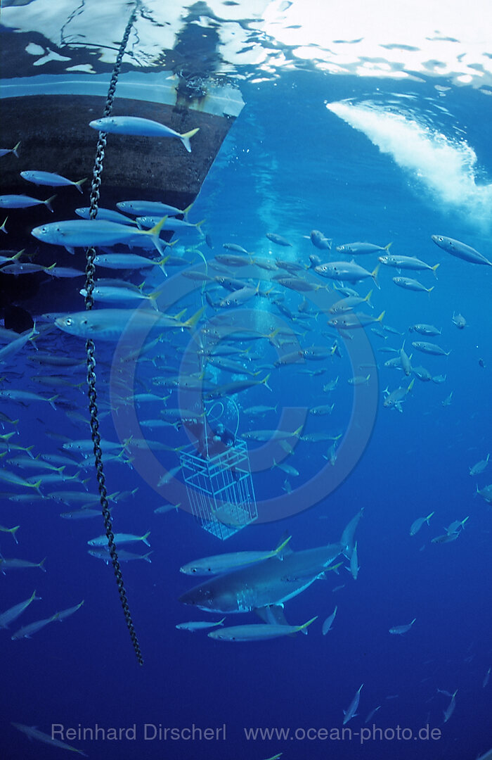 Great white shark near shark cage