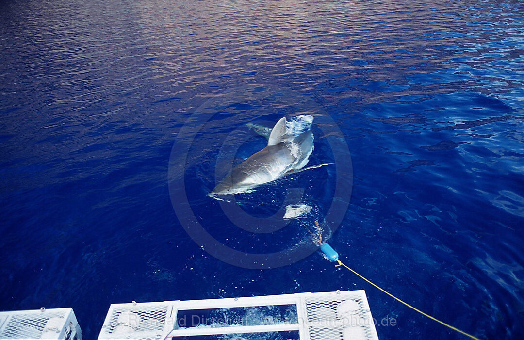 Weisser Hai neben Haikaefig, Carcharodon carcharias, Pazifischer Ozean, Guadalupe, Mexiko