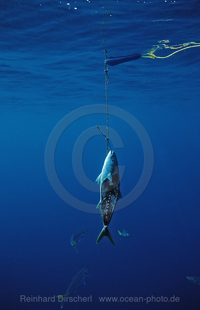 Shark fodder near shark cage