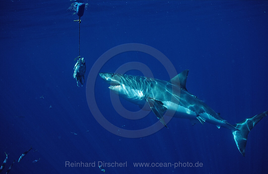 Great White Shark