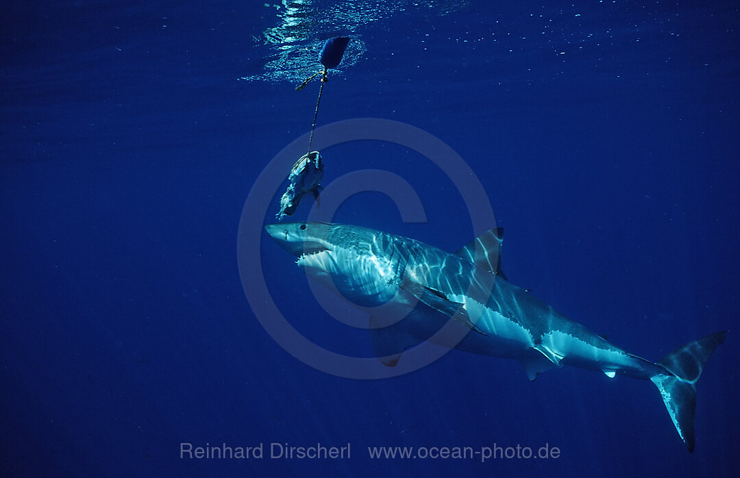 Weisser Hai, Carcharodon carcharias, Pazifischer Ozean, Guadalupe, Mexiko