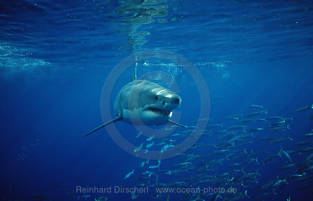 Great White Shark