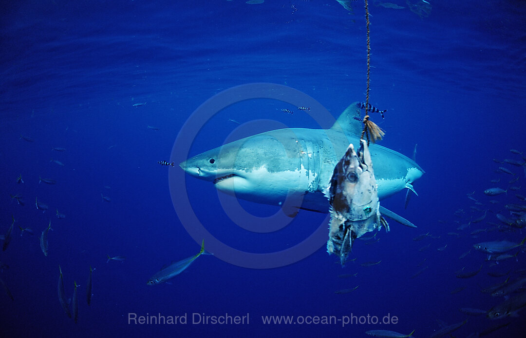 Weisser Hai, Carcharodon carcharias, Pazifischer Ozean, Guadalupe, Mexiko