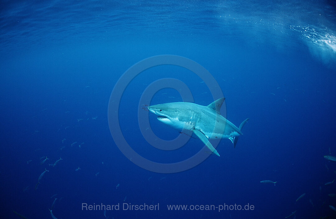 Weisser Hai, Carcharodon carcharias, Pazifischer Ozean, Guadalupe, Mexiko