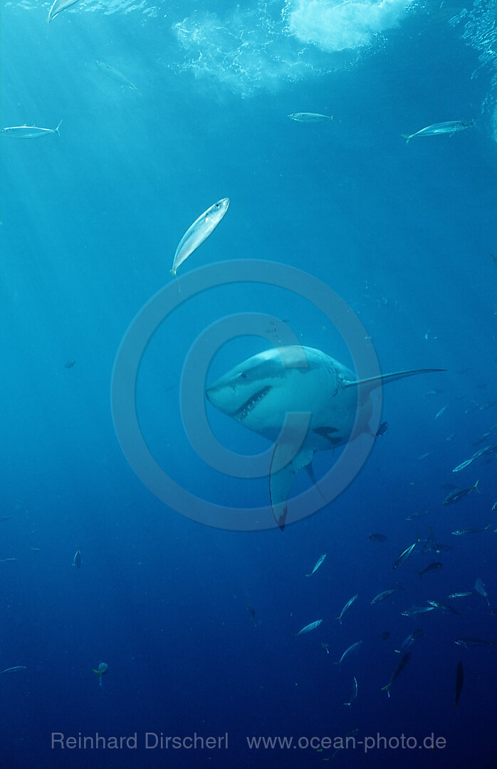 Weisser Hai, Carcharodon carcharias, Pazifischer Ozean, Guadalupe, Mexiko