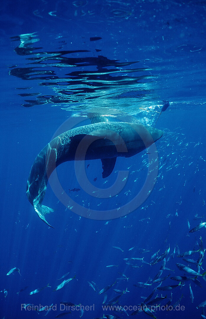 Great White Shark