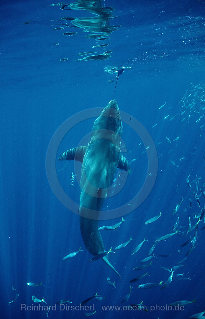 Weisser Hai, Carcharodon carcharias, Pazifischer Ozean, Guadalupe, Mexiko