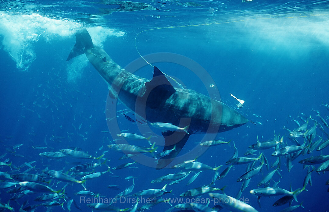 Weisser Hai, Carcharodon carcharias, Pazifischer Ozean, Guadalupe, Mexiko