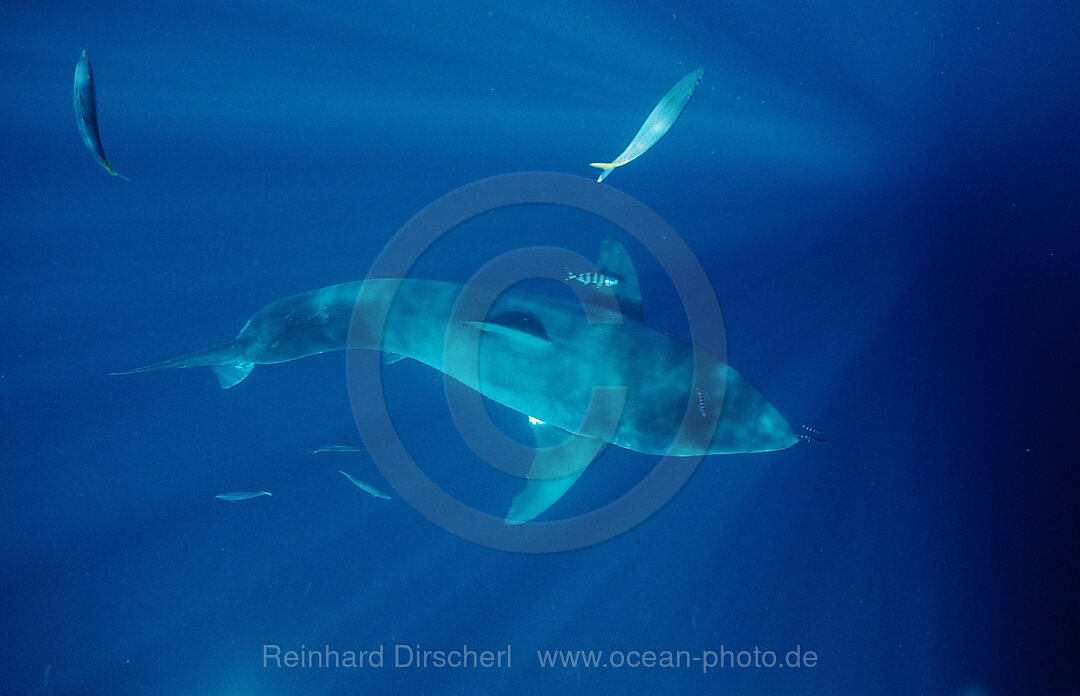 Great White Shark