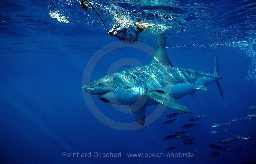 Weisser Hai, Carcharodon carcharias, Pazifischer Ozean, Guadalupe, Mexiko