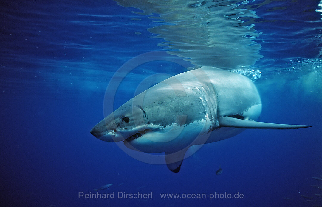 Weisser Hai, Carcharodon carcharias, Pazifischer Ozean, Guadalupe, Mexiko