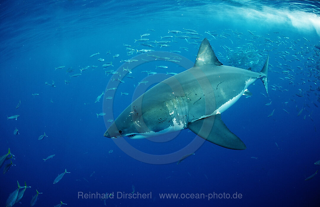 Weisser Hai, Carcharodon carcharias, Pazifischer Ozean, Guadalupe, Mexiko