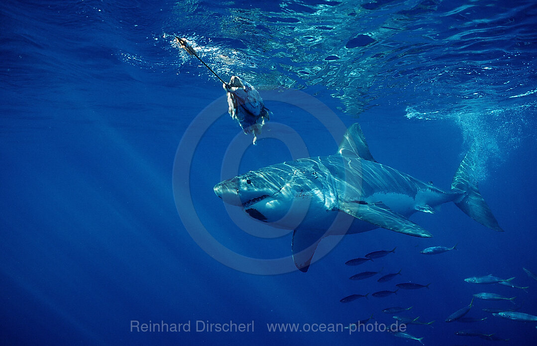 Weisser Hai, Carcharodon carcharias, Pazifischer Ozean, Guadalupe, Mexiko