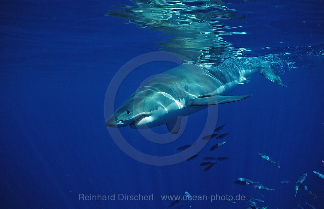 Weisser Hai, Carcharodon carcharias, Pazifischer Ozean, Guadalupe, Mexiko