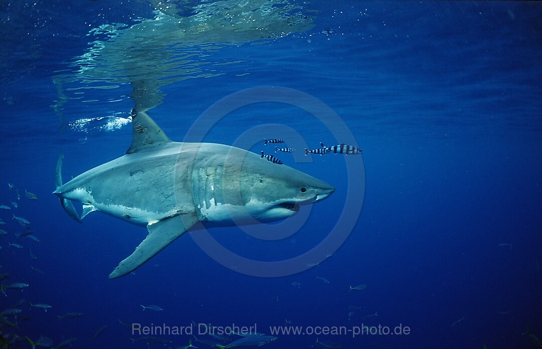 Great White Shark