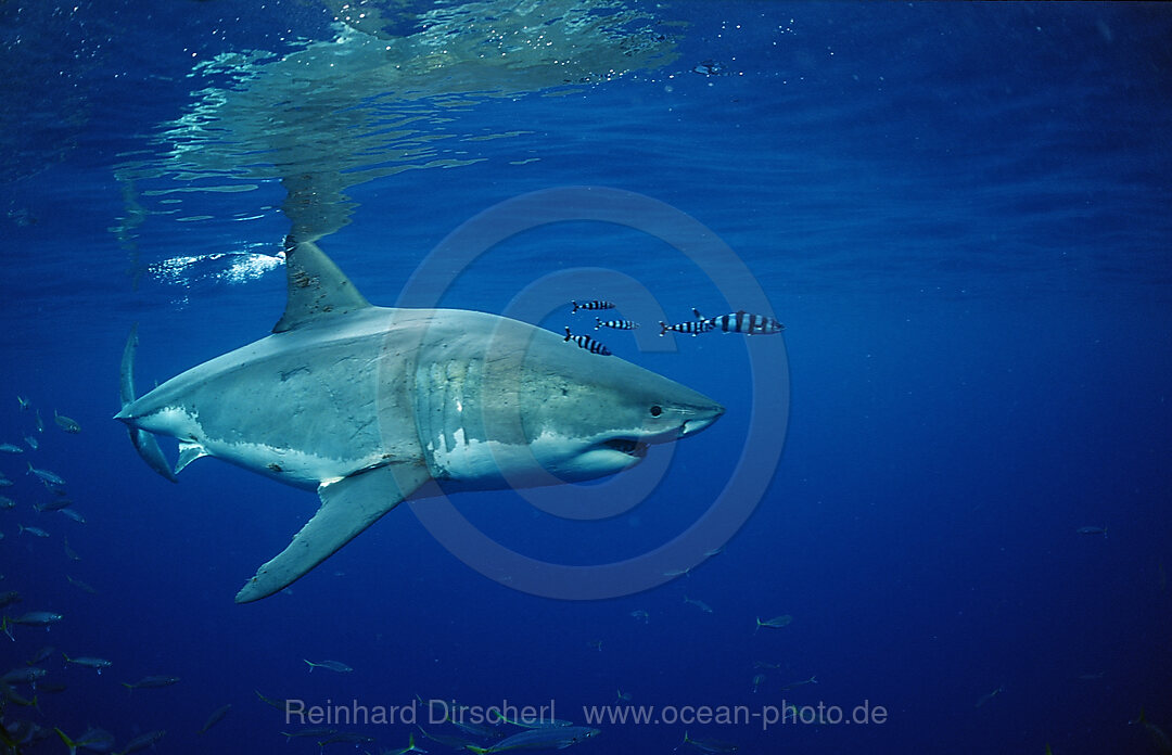 Weisser Hai, Carcharodon carcharias, Pazifischer Ozean, Guadalupe, Mexiko