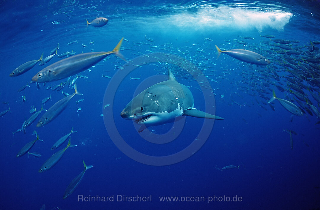 Weisser Hai, Carcharodon carcharias, Pazifischer Ozean, Guadalupe, Mexiko