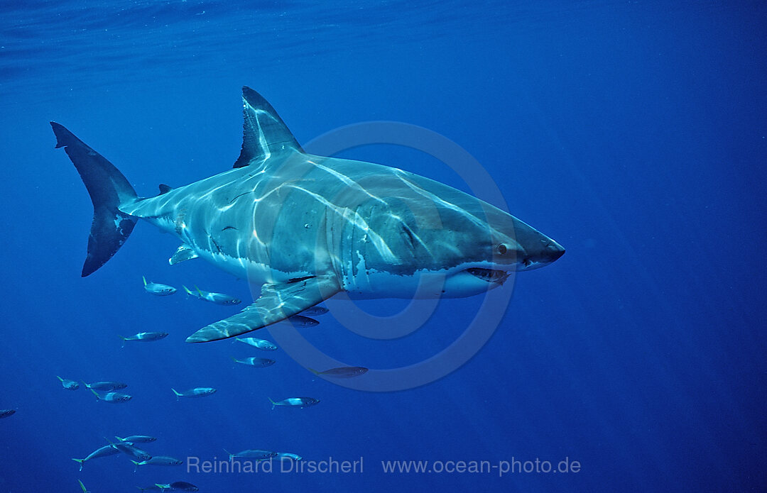 Weisser Hai, Carcharodon carcharias, Pazifischer Ozean, Guadalupe, Mexiko