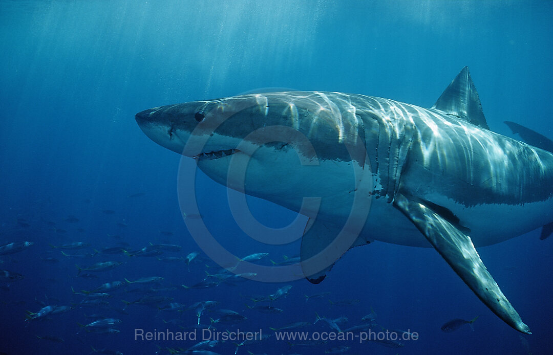 Weisser Hai, Carcharodon carcharias, Pazifischer Ozean, Guadalupe, Mexiko