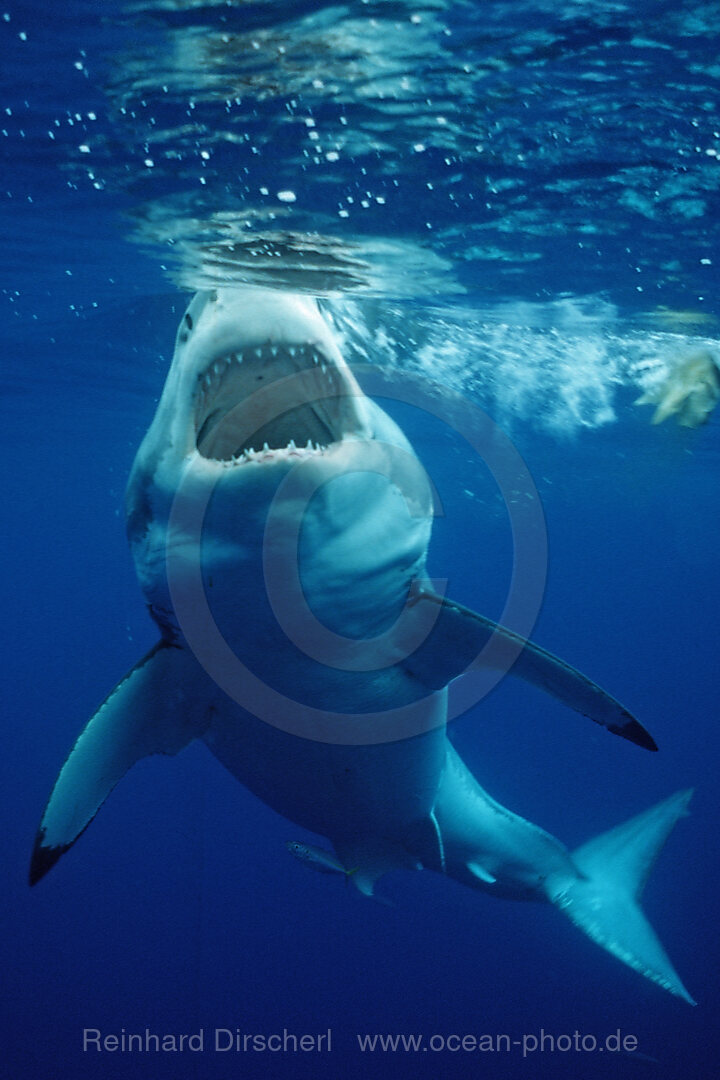 Great White Shark