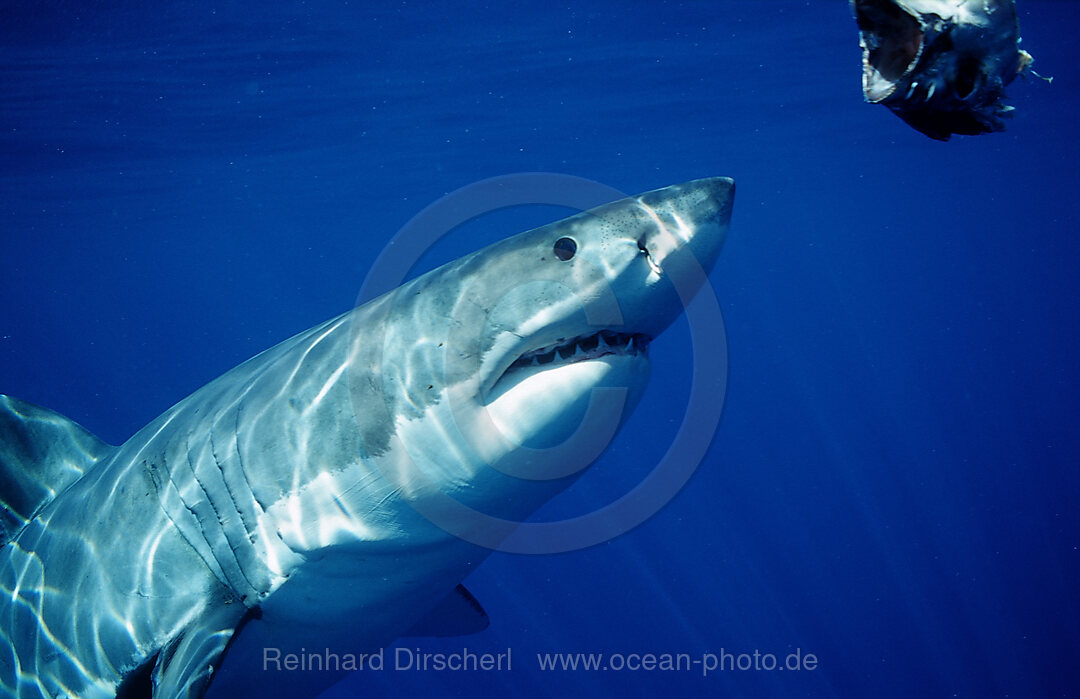 Weisser Hai, Carcharodon carcharias, Pazifischer Ozean, Guadalupe, Mexiko