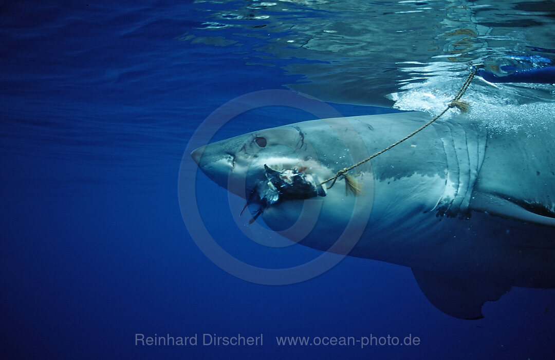 Weisser Hai, Carcharodon carcharias, Pazifischer Ozean, Guadalupe, Mexiko