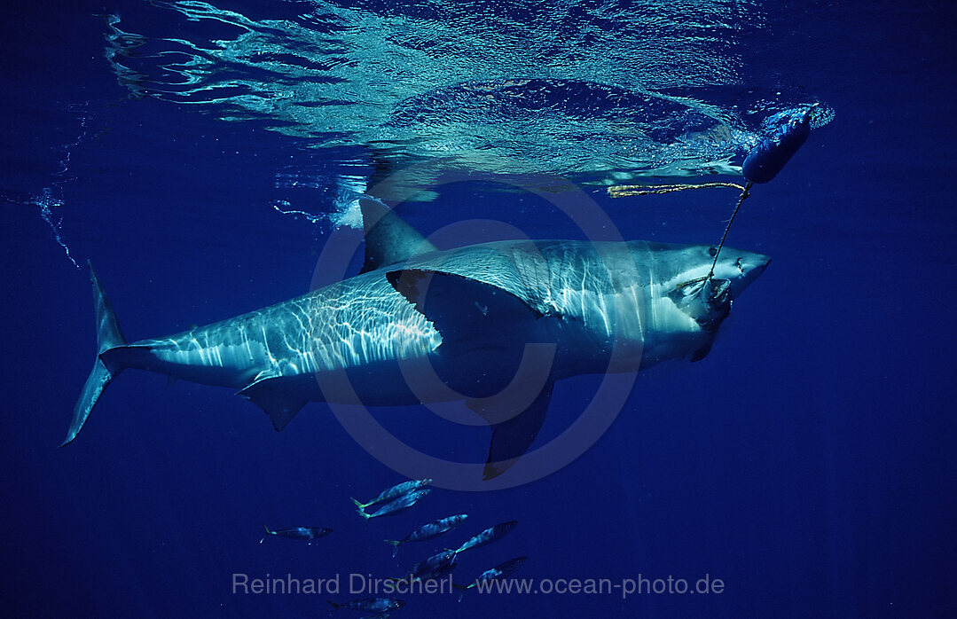 Weisser Hai, Carcharodon carcharias, Pazifischer Ozean, Guadalupe, Mexiko