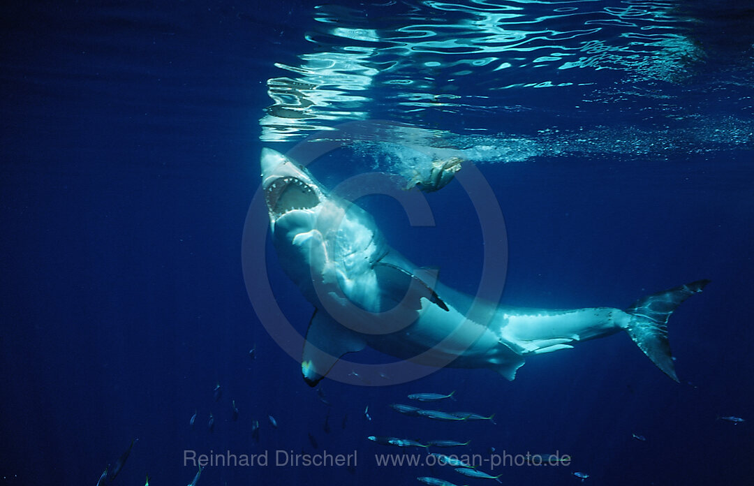 Weisser Hai, Carcharodon carcharias, Pazifischer Ozean, Guadalupe, Mexiko