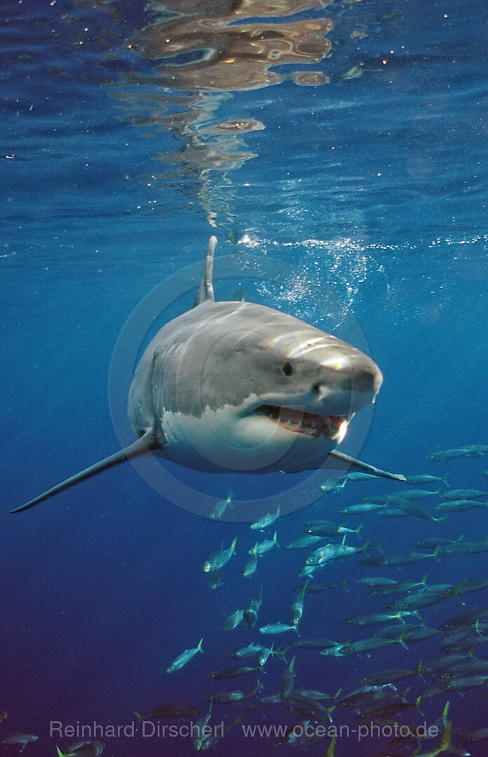 Weisser Hai, Carcharodon carcharias, Pazifischer Ozean, Guadalupe, Mexiko