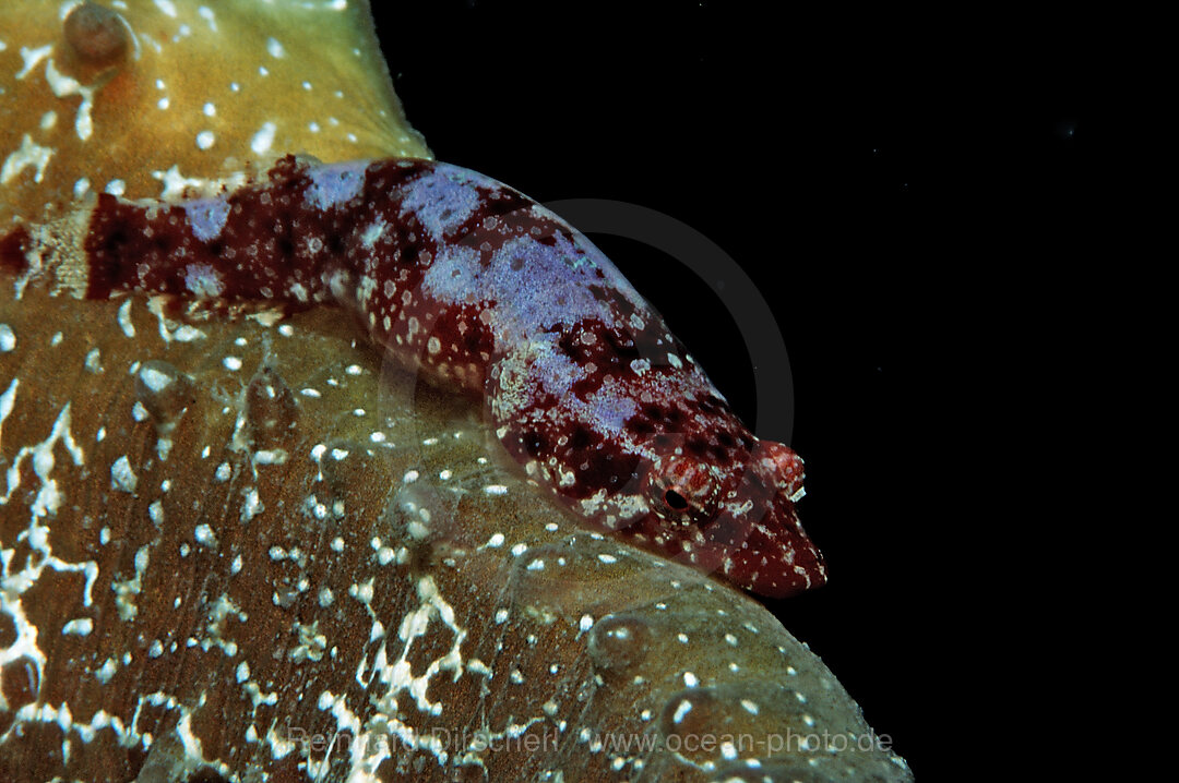 Shore clingfish