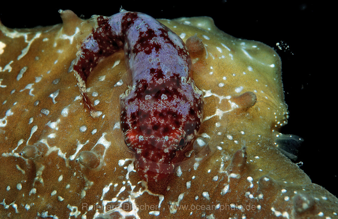 Strand-Schildbauch, Lepadogaster lepadogaster, Istrien, Mittelmeer, Kroatien