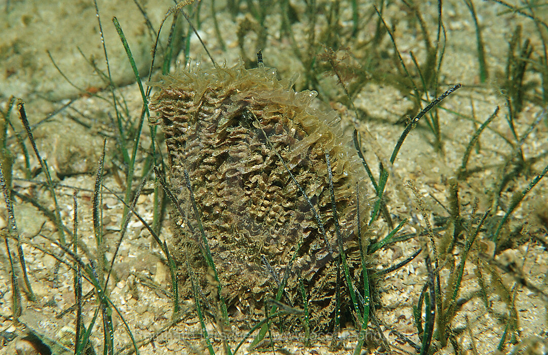 fan mussel in seagrass