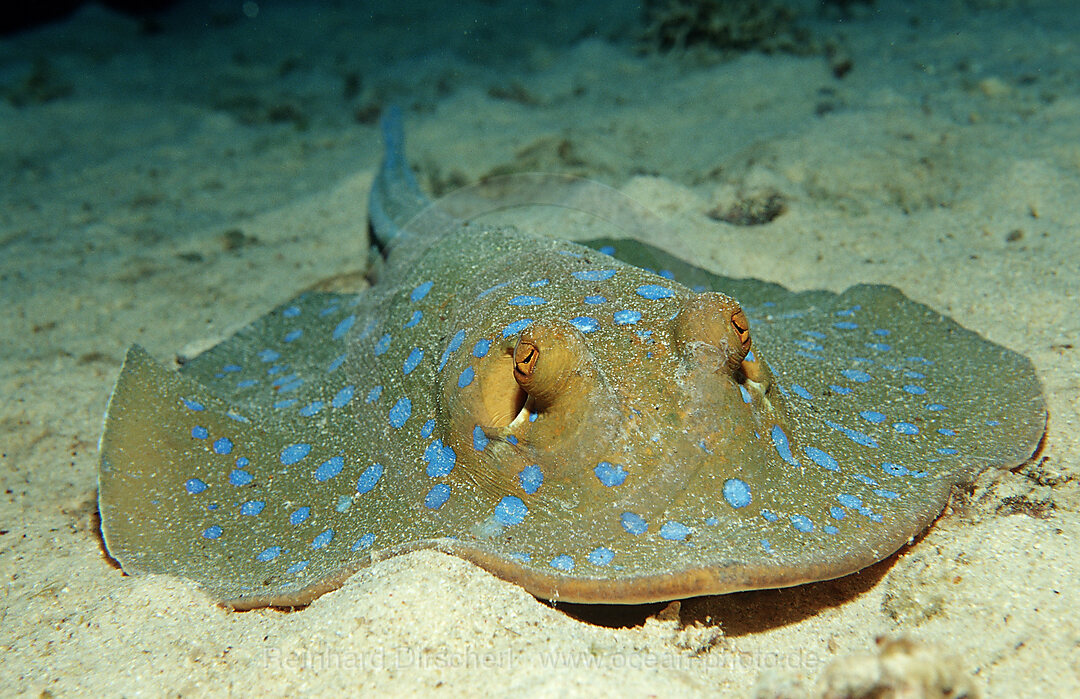 Bluespotted ribbontail ray, Taeniura lymma, Africa, Red Sea, Sudan