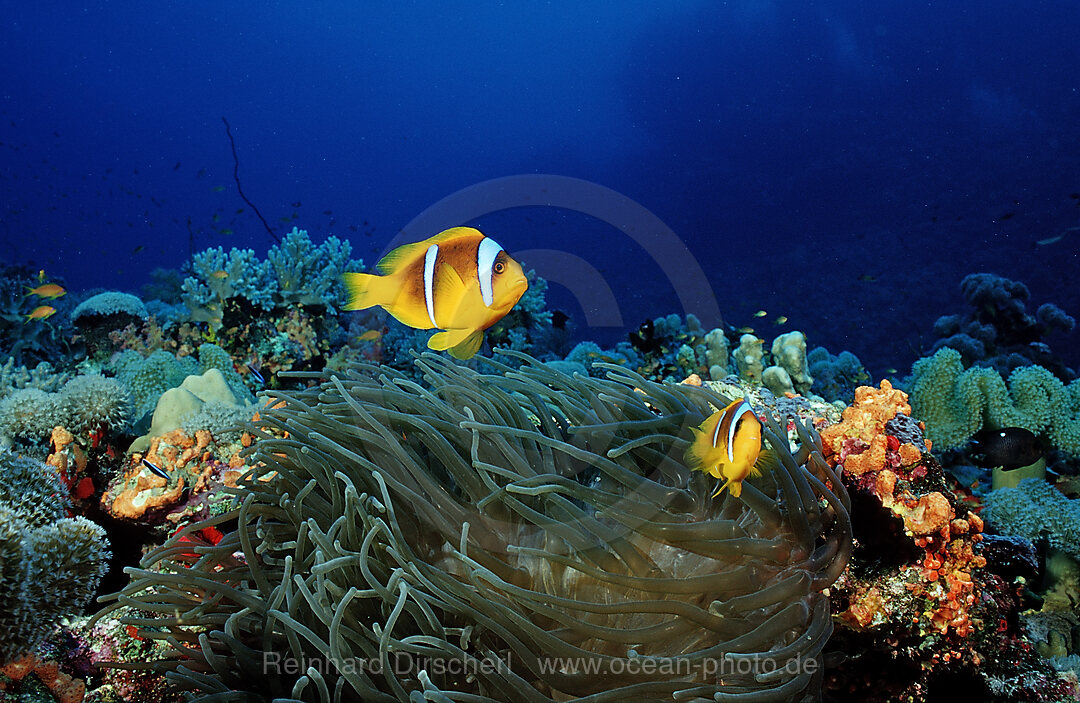 Zwei Rotmeer-Anemonenfische, Amphiprion bicinctus, Afrika, Rotes Meer, Sudan